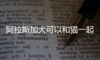 阿拉斯加犬可以和貓一起養(yǎng)嗎(阿拉斯加犬和邊牧雜交)