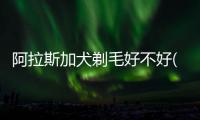 阿拉斯加犬剃毛好不好(阿拉斯加犬剃毛多久能長(zhǎng)出來(lái))
