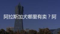 阿拉斯加犬哪里有賣？阿拉斯加犬狗市