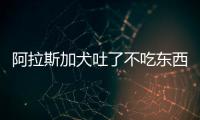 阿拉斯加犬吐了不吃東西怎么辦？阿拉斯加犬吐了會死嗎
