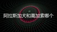 阿拉斯加犬和高加索哪個好(阿拉斯加犬和高加索哪個大)