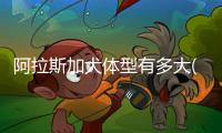 阿拉斯加犬體型有多大(阿拉斯加犬體型大小)