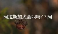 阿拉斯加犬會叫嗎?？阿拉斯加犬會狗叫