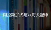 阿拉斯加犬與八哥犬配種視頻，巴哥和阿拉斯加雜交