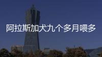阿拉斯加犬九個(gè)多月喂多少狗糧，阿拉斯加犬九個(gè)多月喂多少狗糧正常