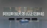 阿拉斯加犬怎么讓它胖起來(lái)？如何讓阿拉斯加長(zhǎng)胖