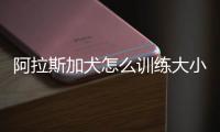 阿拉斯加犬怎么訓(xùn)練大小便(阿拉斯加犬隨地大小便怎么辦)