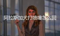 阿拉斯加犬打噴嚏怎么回事