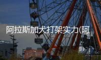 阿拉斯加犬打架實力(阿拉斯加犬打架厲害嗎)