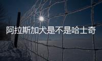 阿拉斯加犬是不是哈士奇犬(阿拉斯加犬是不是哈士奇親人)