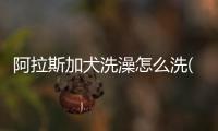 阿拉斯加犬洗澡怎么洗(阿拉斯加犬什么時候可以洗澡)