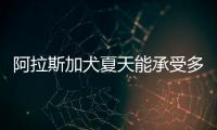 阿拉斯加犬夏天能承受多少度(阿拉斯加犬夏天怎么辦)
