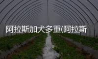 阿拉斯加犬多重(阿拉斯加犬能拉多重的東西)