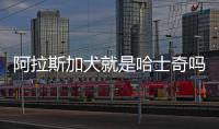 阿拉斯加犬就是哈士奇嗎(阿拉斯加犬與哈士奇的關系)
