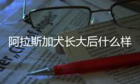 阿拉斯加犬長大后什么樣子？阿拉斯加犬長大后大概有多少斤