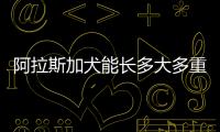 阿拉斯加犬能長多大多重(阿拉斯加犬可以長多大)