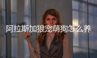 阿拉斯加狼寵萌狗怎么養(阿拉斯加狼版幼犬)