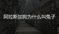 阿拉斯加狗為什么叫兔子呢？阿拉斯加犬為什么叫