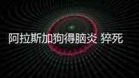 阿拉斯加狗得腦炎 猝死率高嗎？阿拉斯加腦炎癥狀