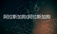阿拉斯加狗(阿拉斯加狗尿太多怎么辦)