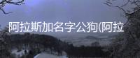 阿拉斯加名字公狗(阿拉斯加狗名字大全)