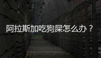 阿拉斯加吃狗屎怎么辦？阿拉斯加吃紅薯好不好