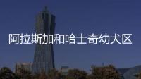 阿拉斯加和哈士奇幼犬區(qū)別在哪(短毛阿拉斯加和哈士奇的區(qū)別)