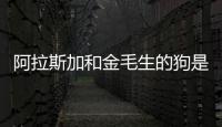 阿拉斯加和金毛生的狗是什么？阿拉斯加和金毛生的狗能活多久