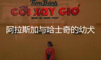 阿拉斯加與哈士奇的幼犬哪個好？阿拉斯加與哈士奇的幼犬區別