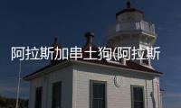 阿拉斯加串土狗(阿拉斯加和土狗混血是什么樣的)