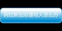阿拉斯加總是咬人怎么辦？阿拉斯加總是咬自己身上怎么回事