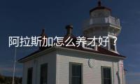 阿拉斯加怎么養才好？ 阿拉斯加好養么