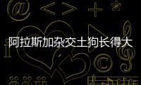 阿拉斯加雜交土狗長得大嗎(阿拉斯加跟土狗生的寶寶)