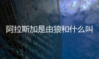 阿拉斯加是由狼和什么叫配來的(什么叫阿拉斯加海灣)