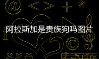 阿拉斯加是貴族狗嗎圖片？阿拉斯加是貴族犬嗎