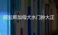 阿拉斯加母犬水門(mén)腫大正常嗎(狗狗水門(mén)腫幾天了怎么不見(jiàn)血的?)