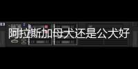 阿拉斯加母犬還是公犬好
