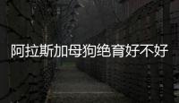 阿拉斯加母狗絕育好不好(阿拉斯加母狗多大能生小狗)