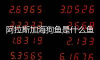 阿拉斯加海狗魚是什么魚(阿拉斯加海鮮)