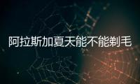 阿拉斯加夏天能不能剃毛
