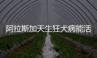阿拉斯加天生狂犬病能活多久  阿拉斯加狂犬病早期癥狀