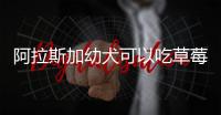 阿拉斯加幼犬可以吃草莓么嗎？阿拉斯加幼犬可以吃草莓么嘛