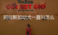 阿拉斯加幼犬一直叫怎么辦(阿拉斯加幼犬愛叫嗎)