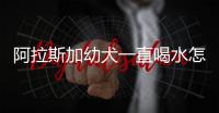 阿拉斯加幼犬一直喝水怎么回事？阿拉斯加幼犬一直喝水怎么辦