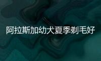 阿拉斯加幼犬夏季剃毛好么嗎？夏天給阿拉斯加犬剃毛好不好?