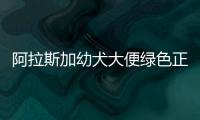 阿拉斯加幼犬大便綠色正常嗎？阿拉斯加幼犬大便綠色怎么辦