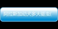 阿拉斯加幼犬多大驅蟲(阿拉斯加幼犬感冒判斷)