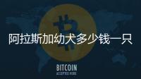 阿拉斯加幼犬多少錢一只(阿拉斯加幼犬怎么訓練大小便)