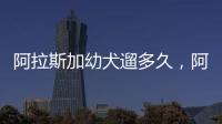 阿拉斯加幼犬遛多久，阿拉斯加犬每天遛多久