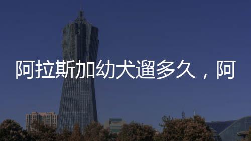 阿拉斯加幼犬遛多久，阿拉斯加犬每天遛多久